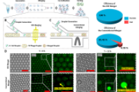 基于叉指电极的高效液滴合并器，实现无差错的液滴微流控系统