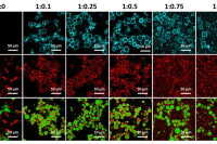 华南理工大学郭健博士：使用水包水 Pickering 乳液模板制备具有疏水壳的稳定水凝胶微球，满足多样化食品应用需求