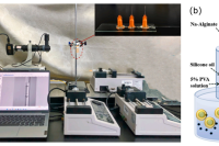 山东大学满佳教授团队：糖尿病患者的福音！海藻酸钙微球让口服胰岛素成为可能