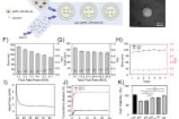 微流控合成miR-200c-3p脂质纳米颗粒，靶向ZEB2以减轻骨关节炎中的软骨细胞损伤
