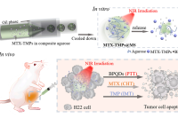 微流控“智造”封装载药肿瘤细胞衍生微粒的水凝胶微球，为恶性腹水患者带来新希望