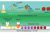 北京石油化工学院乔娟教授团队：微流控液滴系统合成Protein@AuNPs及其在 Cu(II)和 L-半胱氨酸传感中的应用