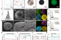重庆医科大学附属第一医院骨科黄伟&赵辰&雷一霆等：可注射矿化水凝胶微球，用于加速骨细胞网络重建和智能骨再生