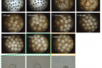 控脂新“食”代：揭秘核-壳微球如何延缓脂肪消化，为健康护航
