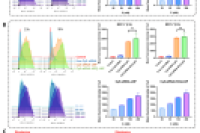 河北医大向柏、申海涛及河北医大二院牛志云等：基于微流控技术的脂质纳米颗粒共递送siRNA与羟氯喹，为乳腺癌治疗带来新希望！