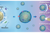 纳米颗粒赋能的核壳微胶囊：从仿生设计到智能应用的全景解读
