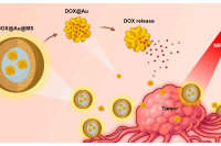 香港大学王敏教授&深圳先进院赵启龙研究员：基于金纳米颗粒的核壳微球，实现抗癌药物的持续与按需释放