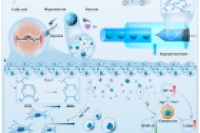 南方医科大学与西南交通大学携手攻克骨关节炎治疗难题：新型可注射硫酸软骨素微球，兼具抗炎与软骨修复双重功能