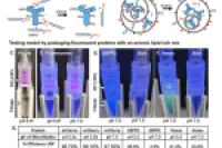 微流控驱动脂质纳米颗粒创新：开辟蛋白质治疗新篇章