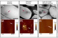 口服药物再升级！微流控制备果胶涂层脂质体，尺寸可控、稳定性MAX