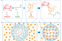 四川大学巨晓洁、褚良银团队：单分散京尼平交联明胶-壳聚糖复合栓塞微球的可控制备及性能研究