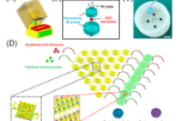 微流控协同混合外泌体高效生成肿瘤球体，癌症耐药性难题或迎转机！