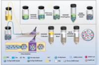 基于液滴微流控的可定制多孔GelMA微球，实现3D空间可控细胞共培养