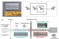 液滴微流控结合外部凝胶化生成海藻酸钙水凝胶微球，打造微藻培养新平台