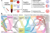 香港城市大学Small Methods：循环肿瘤细胞培养综述
