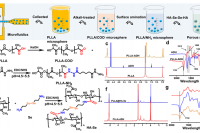 南工大迟波教授课题组《ACS》：温敏型微球复合水凝胶，破解细胞微环境失衡难题