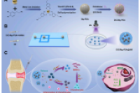 嘉兴二医陈刚&罗欢欢等人：金属离子交联水凝胶微球，免疫调节与软骨修复“双效合一”