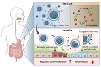 本研究开发了一种具有同心薄油层的多隔室水凝胶微球，以显著提高治疗炎症性肠病（IBD）的口服药物输送效率。