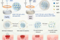 青岛大学马庆明教授团队创新研发全水相微流控核壳微粒，精准聚焦伤口愈合各阶段！
