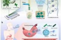 成都中医药大学瞿燕教授&张晨副研究员：微流控制备凉粉草多糖水凝胶微胶囊，为植物乳杆菌肠道递送保驾护航