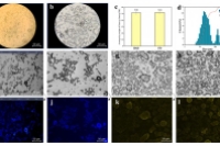 泡沫模板法制备芥末油微胶囊：创造烧烤调味新体验，对比乳液微胶囊大不同！