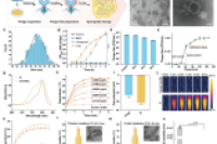 南开大学王志刚副教授团队：可吸入聚合物微粒制剂助力MRSA肺炎的精准治疗