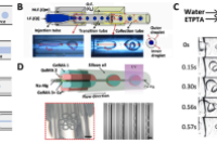 一图读懂综述：微流控技术构建生物医用异质微纳结构材料的研究进展