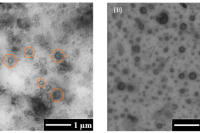 喷雾干燥制备透明质酸钠微胶囊，增强漆树酸抗肿瘤选择性
