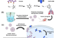 清华大学徐江飞副研究员等人：聚合物纳米粒子高效共递送线粒体靶向肽和铂（IV）前药，实现协同抗癌