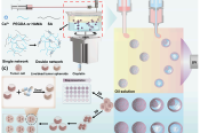 安徽医科大学陈中嵘&程跃&中国科学技术大学赵刚：新型旋转微流控系统快速制备多样化的水凝胶微球，助力药物评估