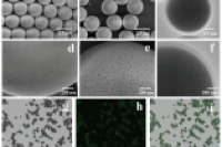西北大学&大连化物所合作成果登刊《Small》：基于双相组装的乙烯基杂化核壳二氧化硅微球——HILIC富集糖肽的新标杆