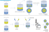 一文浅析双乳液法与pH驱动法合成聚合物纳米颗粒用于对抗大肠杆菌感染