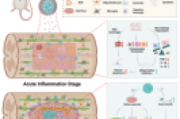 脊髓损伤治疗新突破！西安红会医院团队研发智能核壳微球：先抗炎后再生，功能恢复率提升2.8倍