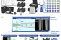 《Small》：AI赋能，解锁双乳液液滴库的高效自动化生成