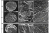 神奇的合生元微胶囊：益生菌的“保护盾”，从冻干到肠胃的全程呵护