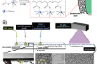 微流控技术制备聚乙二醇微凝胶胶囊，实现生物分子的高效封装与精准递送