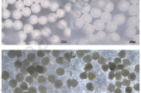 青海大学张超副教授团队：原位交联法制备含TBP–P507的聚合物微胶囊，从高镁锂比盐湖卤水中高效提取锂离子
