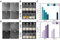 CNC/β-LG与PGPR协同稳定的W1/O/W2双乳液：界面作用机制及亲疏水营养素共封装研究