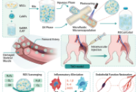 中国科学院上硅所《Small》：氧化铈纳米酶赋能水凝胶微球，为干细胞治疗血栓闭塞性脉管炎注入新动力