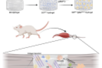 四川大学华西医院解慧琪/张晖团队：双因子时空控释水凝胶/微球复合体系，引领肌腱再生新趋势