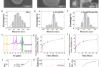 重庆医科大学附属口腔医院张红梅教授团队：可注射水凝胶微球缓释骨化三醇，协同促进免疫调节与骨再生