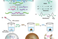 四川大学李赛教授&蒲雨吉副研究员：具有增强止血和抗菌特性的可生物降解聚合物微球，用于伤口愈合