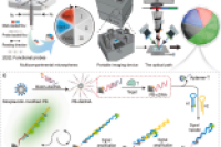 北京工商大学林玲教授&清华大学吴增楠博士：微流控技术构建便携式微球传感器，实现多种霉菌毒素同步检测
