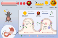 南通大学附属医院顾志峰教授&朱玉娟研究员等：程序化微纳分层微球助力肠道免疫调节与炎症性肠病治疗