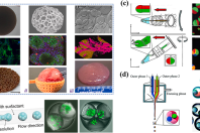 一文带你快速了解微流控细胞载体在培养肉中的应用及潜力