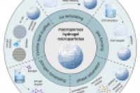 一图读懂综述：大孔水凝胶微粒的制备及应用进展