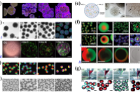 一图读懂综述：微流控构建模块在培养肉中的应用进展