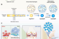 南华大学附属长沙中心医院陈智毅教授团队：微流控构筑普鲁士蓝水凝胶微球，用于增强骨关节炎抗氧化疗法