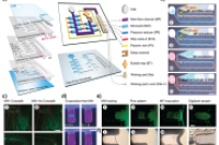 《Small》：预编程自驱动毛细管微流控系统，助力被动液滴生成与3D细胞培养建模