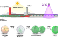 深圳清华大学研究院徐弢教授&加州伯克利大学龚小华教授等：创新微流控技术一步制备核壳微胶囊，助力体外组织与器官建模